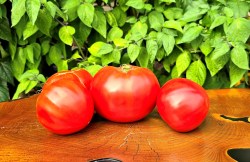 minusinsk apple